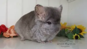 Chinchilla Angora RPA Männchen Beige Ebony 