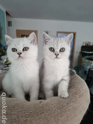 BKH Kitten