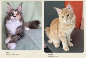 Maine Coon Kitten geplange Verpaarung für Juni