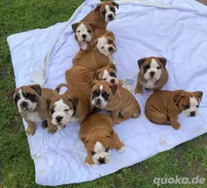 Englische Bulldogge welpen 