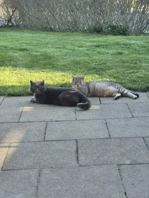 Katzenbaby babykatzen 