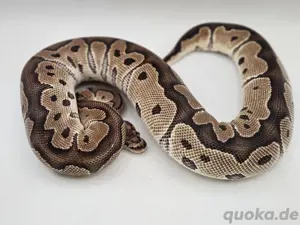 0.1 Gravel Clown het Albino Königspython Python Regius Schlange