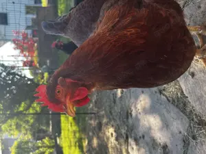 Hühner, Hennen zu verkaufen 