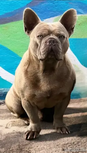 Französische Bulldogge Deckrüde Isabella LILAC