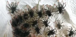 Theraphosa apophysis, eigene Nachzuchten, 1.Fh