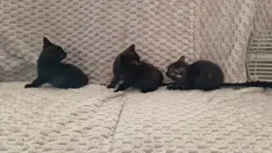 Bkh mix Kitten