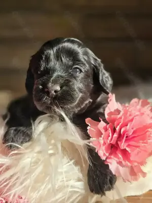 Kuschelweiche Maltipoo Welpen 