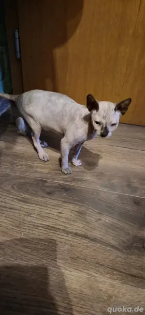 Canadian Sphynx Kitten m w abzugeben 