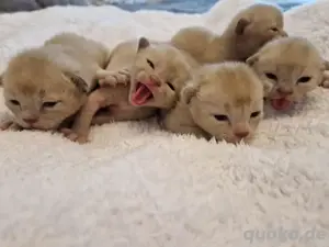 Katzen Burma Kitten 