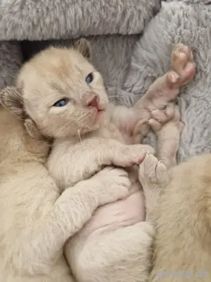 Katzen Burma Kitten  Bild 3