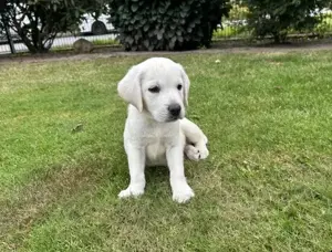 Labrador Retriever Welpen abzugeben!!