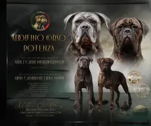 Wir haben Cane Corso Italiano Welpen 