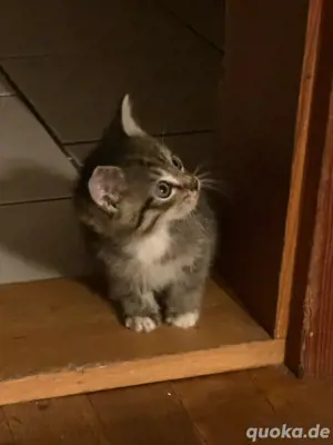 3 kitten sibirische waldkatzen mix  Bild 3