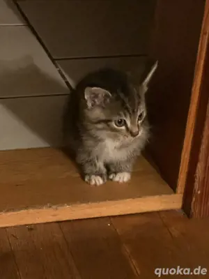3 kitten sibirische waldkatzen mix  Bild 4
