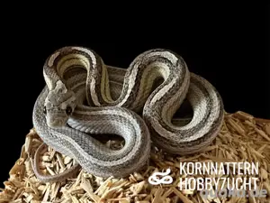 Kornnatter ENZ 2024   Bloodred Pied, Landrace Lava Okeetee, Sunkissed Anery Motley Tessera u.a.