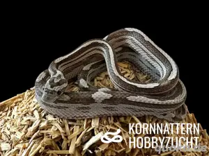 Kornnatter ENZ 2024   Bloodred Pied, Landrace Lava Okeetee, Sunkissed Anery Motley Tessera u.a. Bild 10