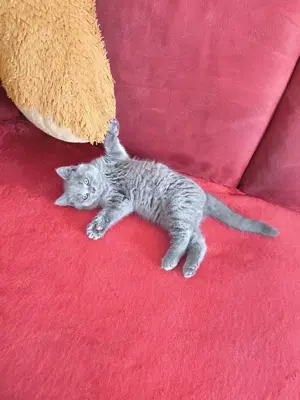 BKH Kitten Junge