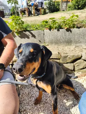 Dobermann 