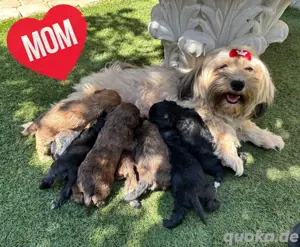 Maltipoo's