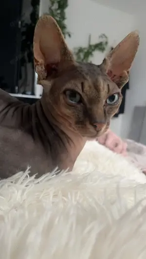 Kanadischer Sphinx Deckkater 