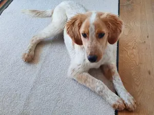 Ico sucht sein Zuhause Bild 3