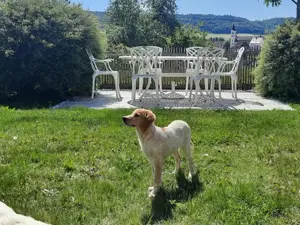 Ico sucht sein Zuhause Bild 6