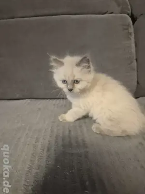 RagdollSiam Kitten Kätzchen 