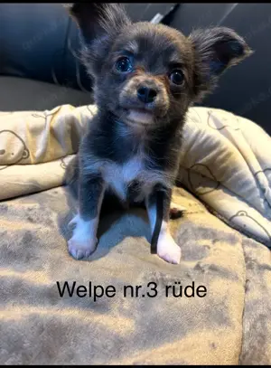 Reinrassige Chihuahua-Welpen (8 Wochen) suchen liebevolles Zuhause