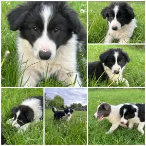 1 Border Collie Welpe Rüde