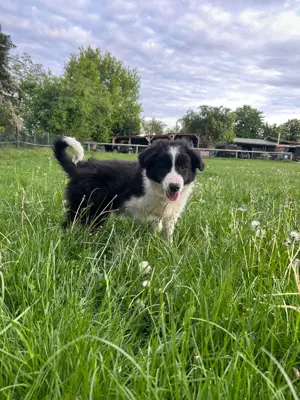 1 Border Collie Welpe Rüde