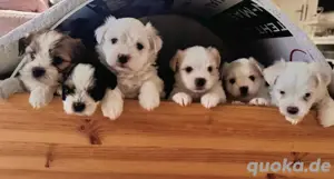 Supersüsse Malteser Shih-Tzu Welpen