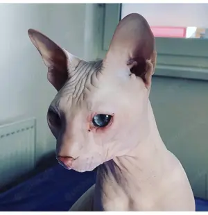 Don Sphynx Pärchen 