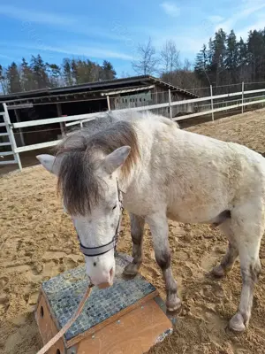 Toller Part-bred Shetlandpony Wallach zu verkaufen