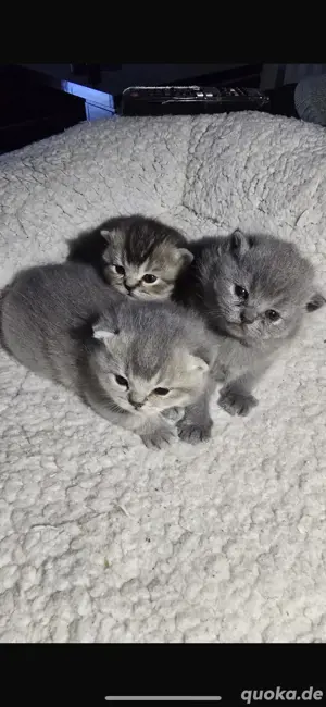 bkh kitten