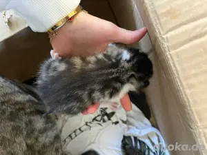 katzenbabys ekh+ bkh