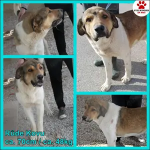 Kovu großer Herdenschutz Mischling Rüde verträglich lieb sucht Zuhause oder Pflegestelle
