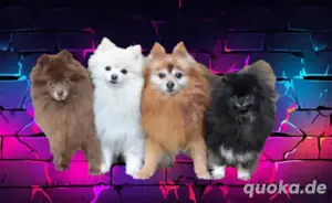 Pomeranian