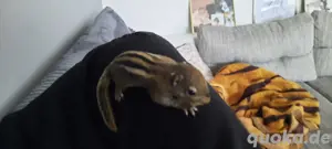 chinesiche baumstreifenhörnchen