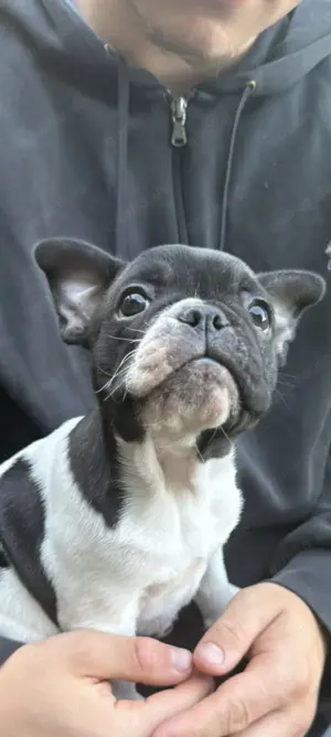 Zwei süße Französische Bulldogge Welpen 