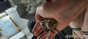 chinesiche baumstreifenhörnchen