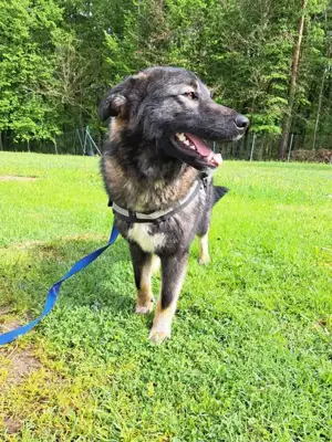 Benni mittelgroßer Mischlingshund Mischling Rüde sucht Zuhause oder Pflegestelle Bild 3