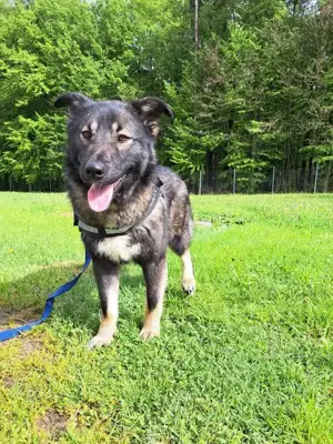 Benni mittelgroßer Mischlingshund Mischling Rüde sucht Zuhause oder Pflegestelle Bild 4