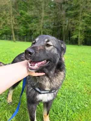 Benni mittelgroßer Mischlingshund Mischling Rüde sucht Zuhause oder Pflegestelle Bild 5