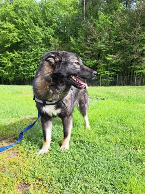 Benni mittelgroßer Mischlingshund Mischling Rüde sucht Zuhause oder Pflegestelle Bild 6