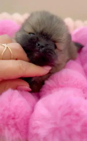 Micro Mini Junge Pomeranian ! XXS!!