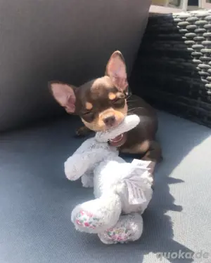 Chihuahua-Welpen