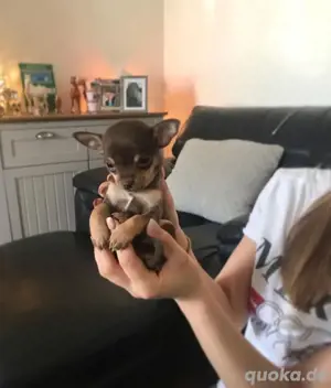 Chihuahua-Welpen zur Adoption