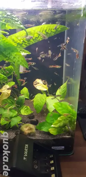 Endler Guppy Fische Aquarium Zwerg Bild 4