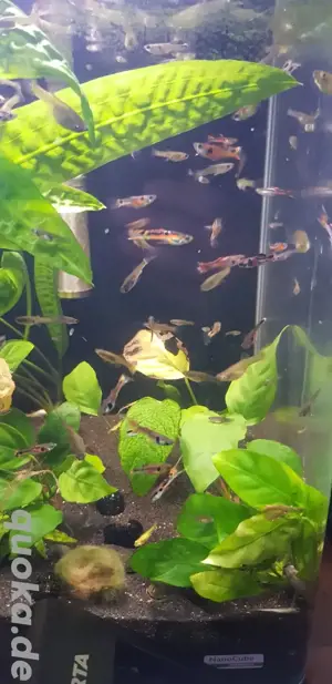 Endler Guppy Fische Aquarium Zwerg Bild 3
