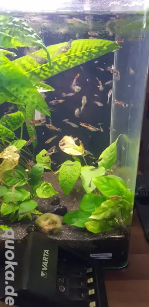 Endler Guppy Fische Aquarium Zwerg Bild 2